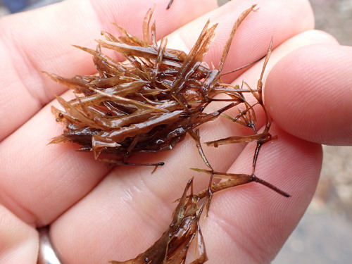 Image of Slender Water-Nymph (Najas flexilis) by no rights reserved