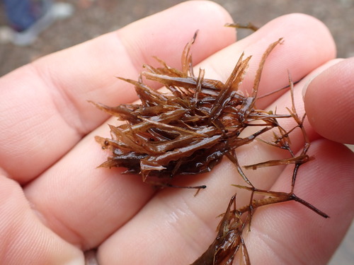 Nodding waternymph (Najas flexilis)