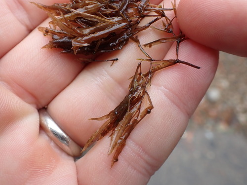 Image of Slender Water-Nymph (Najas flexilis) by no rights reserved