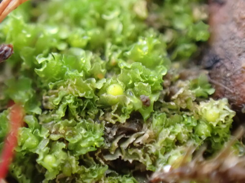 Pitted Frillwort (Fossombronia foveolata)