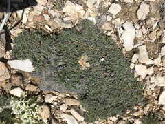 Astragalus kentrophyta tegetarius