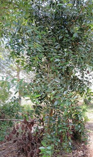 Agathis borneensis observed 2024-10-02