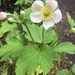 Japanese Anemone - Photo (c) profedelnorte, some rights reserved (CC BY-NC)