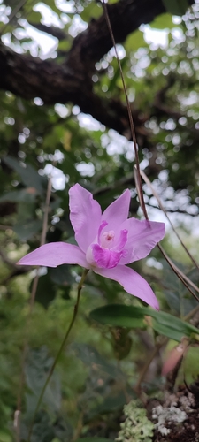 Laelia eyermaniana, photograph 6