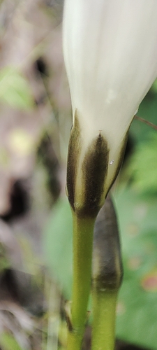 Image of Ipomoea orizabensis by no rights reserved