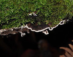 Datronia brunneoleuca