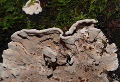 Datronia brunneoleuca