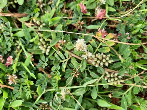 Image of Indigofera linnaei by (c) Vikas D Prasad, some rights reserved (CC BY-SA)