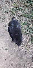 Talpa europaea