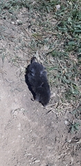 Talpa europaea