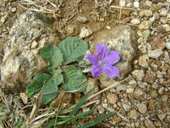 Ruellia lactea