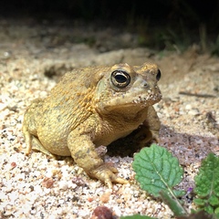 Anaxyrus californicus