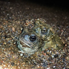 Anaxyrus californicus