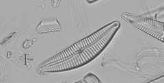 Cymbella
