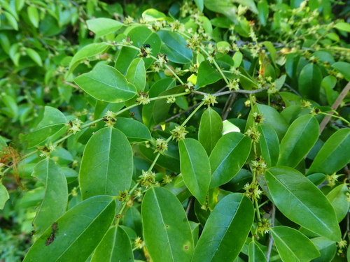 Cleistanthus apodus observed 2024-10-06