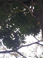 Flindersia schottiana