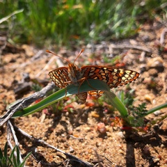 Euphydryas editha quino