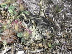 Anaxyrus californicus