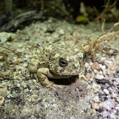 Anaxyrus californicus