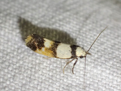 Crepidosceles glycydora