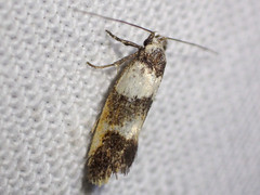 Crepidosceles glycydora