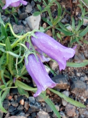 Campanula alpestris