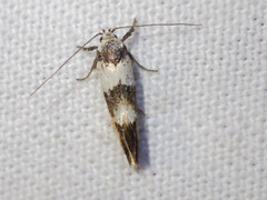 Crepidosceles glycydora