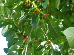 Ficus drupacea, photograph (c) Steve Fitzgerald, some rights reserved (CC BY-SA)