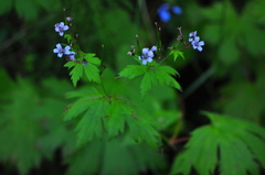 Geranium pseudosibiricum