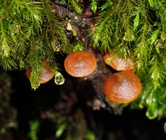 Kuehneromyces brunneoalbescens