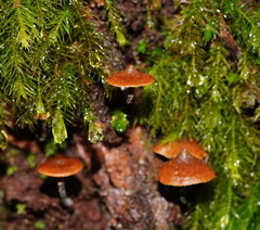 Kuehneromyces brunneoalbescens