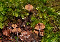 Kuehneromyces brunneoalbescens