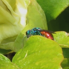 Chrysis ignita