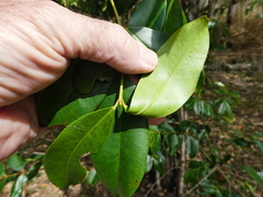 Syzygium angophoroides, photograph (c) Steve Fitzgerald, some rights reserved (CC BY-SA)