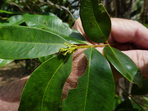 Syzygium angophoroides, photograph 5