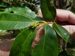 Syzygium angophoroides, photograph (c) Steve Fitzgerald, some rights reserved (CC BY-SA)