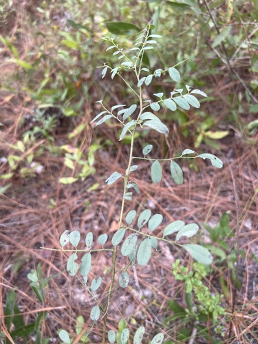 Image of Indigofera caroliniana by no rights reserved