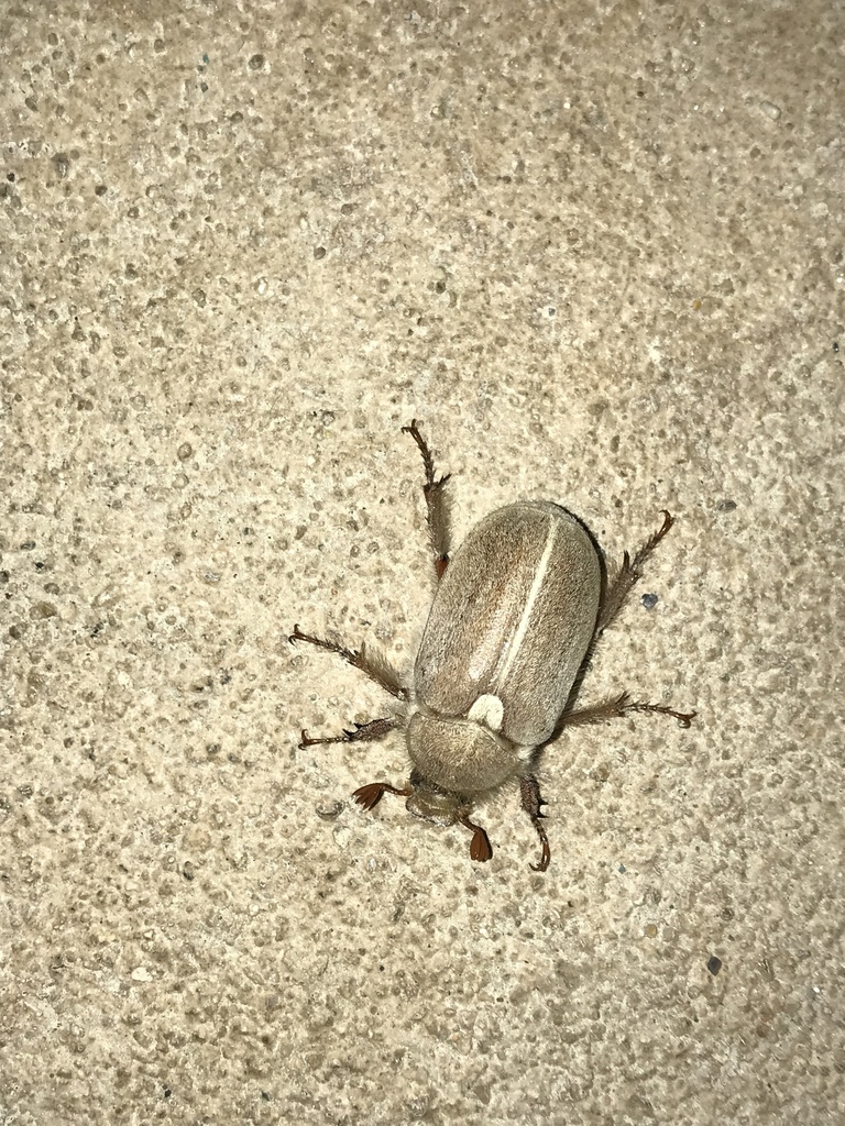 Dusty June Beetle