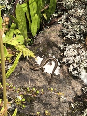 Oligosoma inconspicuum