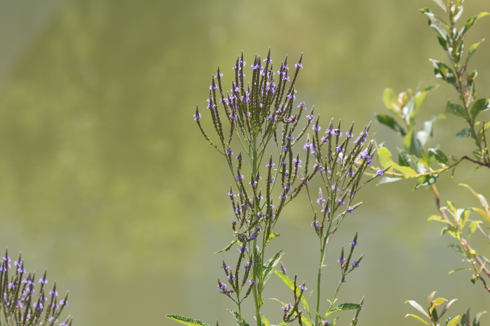 Verbena hastata var. scabra