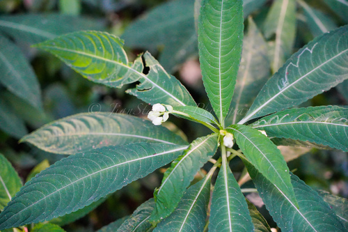 Impatiens tubulosa