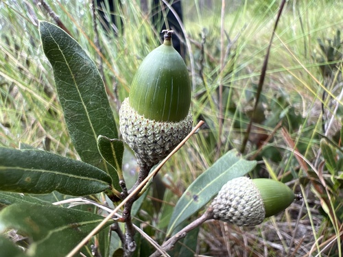 Image of Quercus minima by no rights reserved