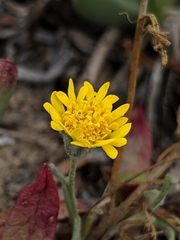 Chaenactis glabriuscula