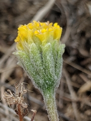 Chaenactis glabriuscula