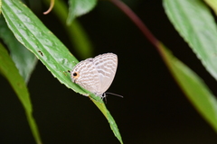 Jamides alecto dromicus