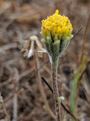 Chaenactis glabriuscula