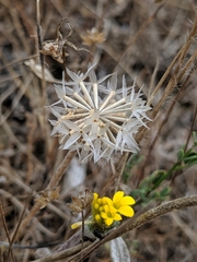 Chaenactis glabriuscula