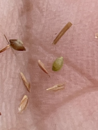 Image of Rhynchospora chapmanii by no rights reserved