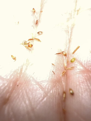 Image of Rhynchospora chapmanii by no rights reserved