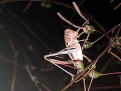 Decticita balli